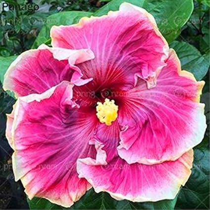 Amazon Co Jp 家庭菜園のための100pcs Gaintハイビスカスの花の混合色低木アルテア花多年生の盆栽の木盆栽鉢植え 4 ホーム キッチン Amazon Co Jp 家庭菜園のための100pcs Gaintハイビスカスの花の混合色低木アルテア花多年生の盆栽の木盆栽鉢植え 4 ホーム キッチン