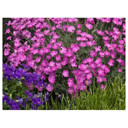 Live Perennial Plants - Firewitch Dianthus