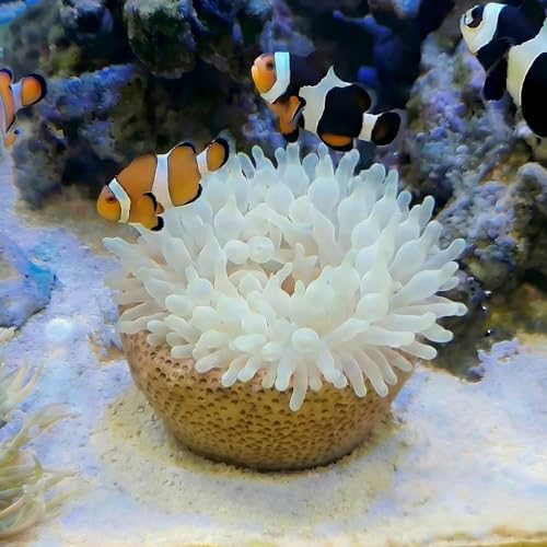 Anemone Nest, Saltwater Aquarium Accessories, Anemone Ideal