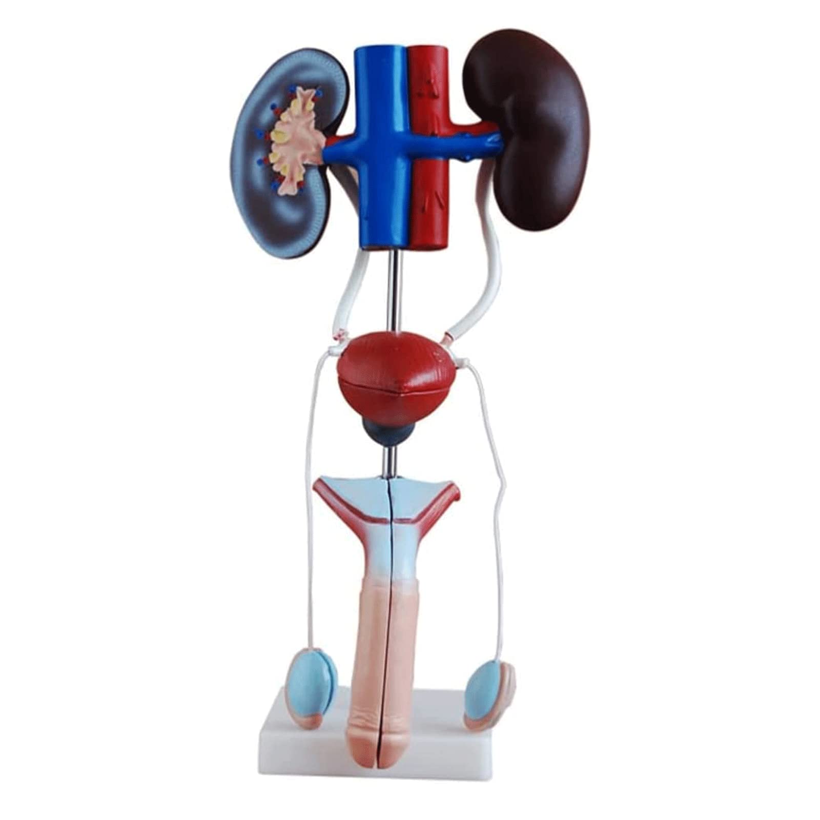 GTHTUHFD Skeleton Model Anatomy Model Male Genitourinary System Model Kidney Human Model Organs Model Models Lifelike Human Organ Model