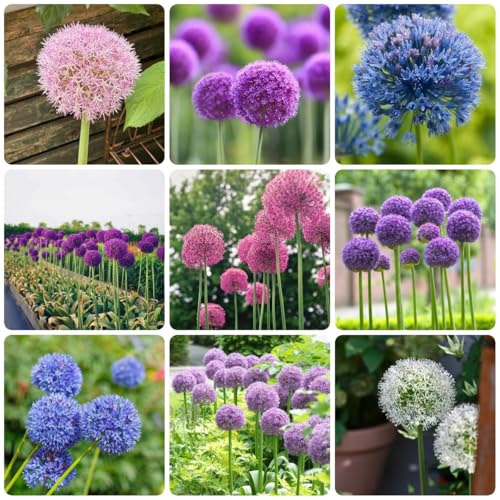 cebollas allium - cebollas ornamentales - Plantas resistentes en macetas, bulbos de flores. bulbos de allium giganteum, macetero de bulbos de flores, flores de primavera bulbos de 10pcs