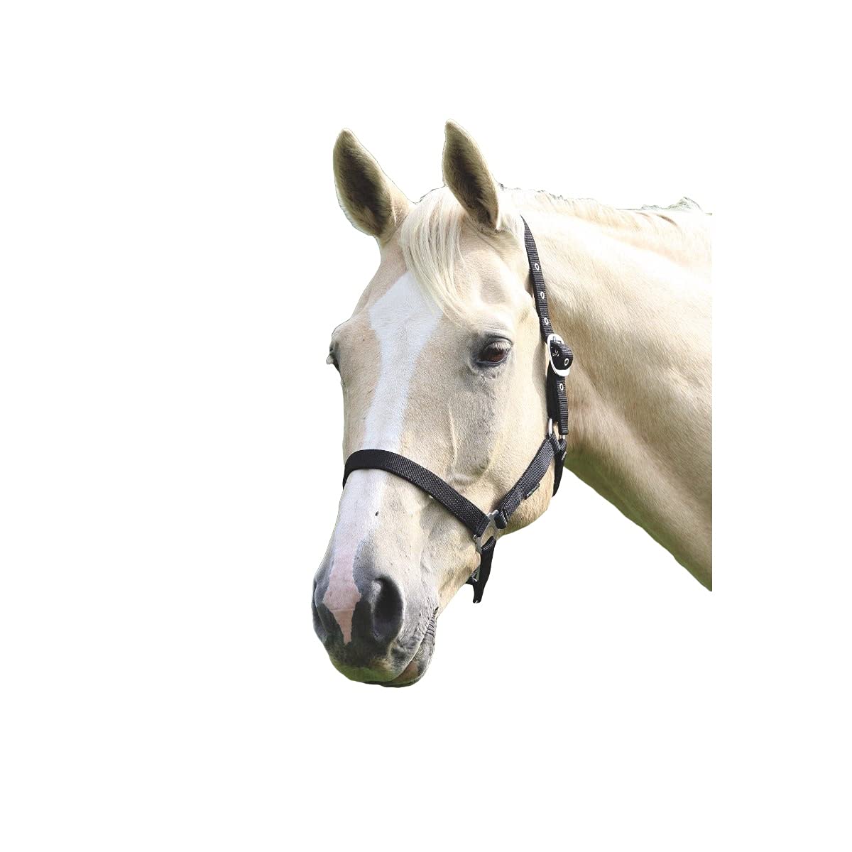 Shires Wessex Pony/Horse Headcollar Full Black