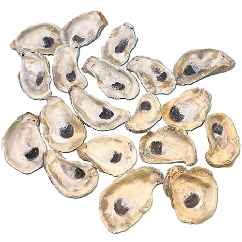 Tumbler Home Oyster Shells for Crafts, 20pcs, 4'- 5' Large Oyster...