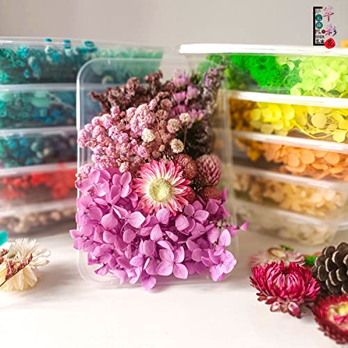 Flores secas naturales prensadas para decoración y manualidades miniatura 4