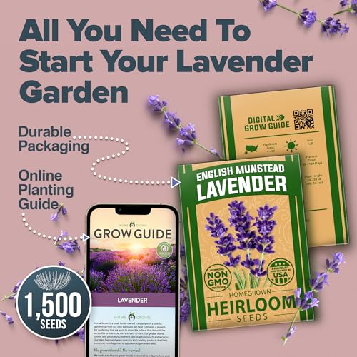 HOME GROWN Non GMO English Lavender Seeds 1,500+ Wildflower Seed for Planting Indoor/Outdoor, High Germination, Plant Flower Seeds (Lavandula antustifolia) - Image 3