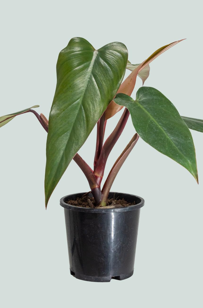 See full amazon price history chart for Live Philodendron Majesty plant Good Indoor Plant 1 Live Healthy plant Live Philodendron Majesty plant Good Indoor Plant 1 Live Healthy plant (B0CLKHY9PF) Amazon Price History, Amazon Price Tracker