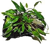 Live Plants on Driftwood | Aquatic Plants for...