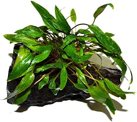 Live Plants on Driftwood | Aquatic Plants for Aquariums and Vivariums (Cryptocoryne on 5" Driftwood)