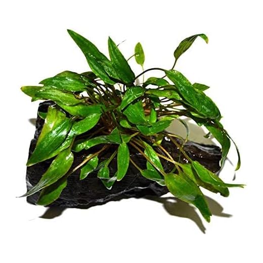 Live Plants on Driftwood | Aquatic Plants for Aquariums and Vivariums (Cryptocoryne on 5" Driftwood)