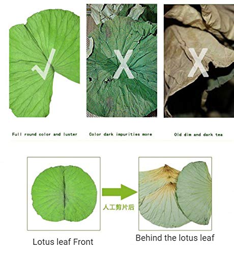 Amazon.co.jp: Maya Star 100個 天然原料とアクセサリー 蓮の葉 自然