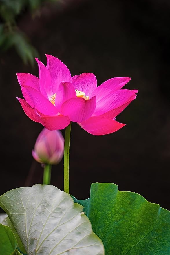 Image of GO GREEN Lotus plant LIANG LI MICRO LOTUS Organic Water Lilies Lotus Bowl Aquatic Plants Flower Easy from tuber, Bonsai Planting Pond Indoor Outdoor Decor (Chine Micro Red)