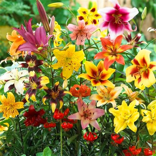 Taglilien Rhizome, BlumenRhizome Mix, Mehrjährige Rhizome, Winterhart Rhizome, Seltene Rhizome, Mysteriöse magische Glühbirne, 5zwiebeln-B