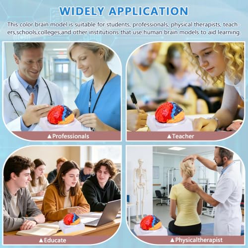 Image of Life-Size Human Brain Anatomical Model,2 Parts,Color-Coded Partitioned Brain for Student Study,Teaching Demonstration and Medical Education Display