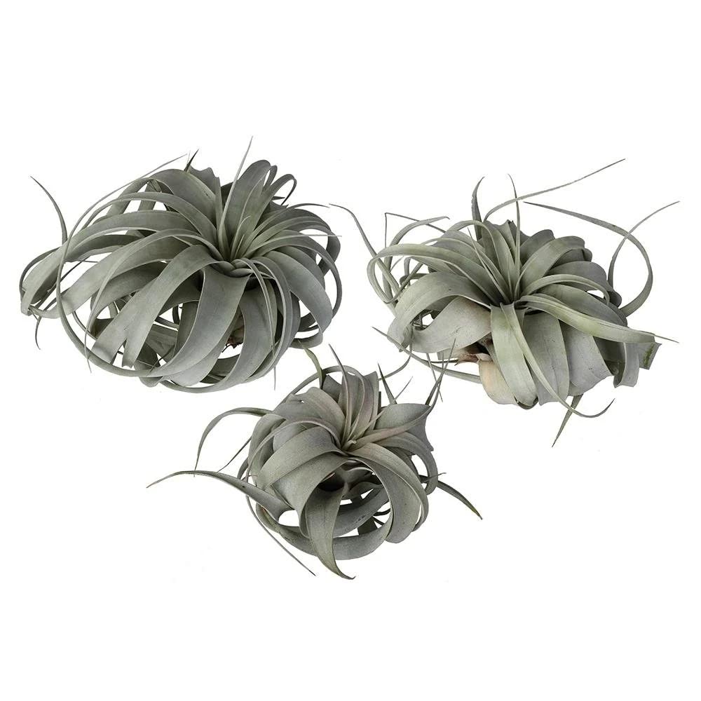 TILLANDSIA XEROGRAPHIQUE TRIS/Plantes AEREE