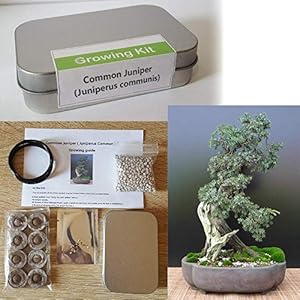 Gemeenschappelijke Juniper Growing Kit voor Bonsai Boom Sets & Apparatuur