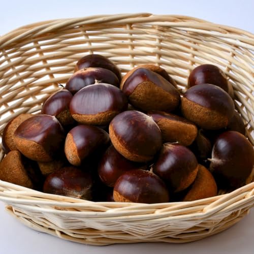栗 1kg [2026年9月上旬発送開始](茨城県共通品:大子町)くり マロン 果物 スイーツ モンブラン 栗きんとん 生栗 焼き栗 甘栗