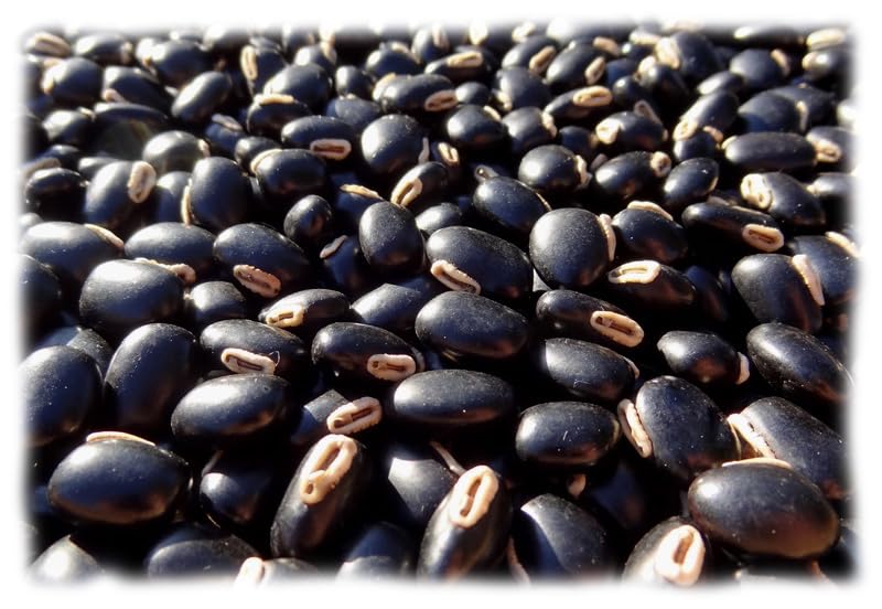 25 grammes de pois du Bengale (Mucuna pruriens var. utilis) soit ...