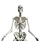 Home Accents 12 ft. Giant-Sized Skeleton with LifeEyes Product Image 2