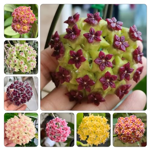 Hoya,de porcelana -de primavera, resistentes en maceta cera semillas silvestres sombra ornamentales lugares soleados pradera 450semillas