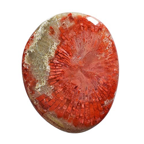 Corail naturel cabochon rouge 39 CTW pour fabrication de bijoux et pendentif
