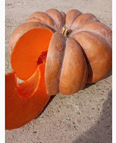 Miniatura 6 de Semillas Calabaza Musquee De Provence Muscat Gigante Heirloom Vegetal Sin OGM