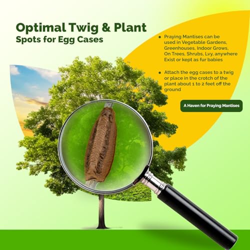 Carolina Praying Mantis Egg Cases Hatching Habitat Cup (Two Egg Cases) - Stem Education Comes with a Transparent Habitat Cup Each Egg Case Produces Approximately 50 to 200 Baby Nymphs Praying mantises
