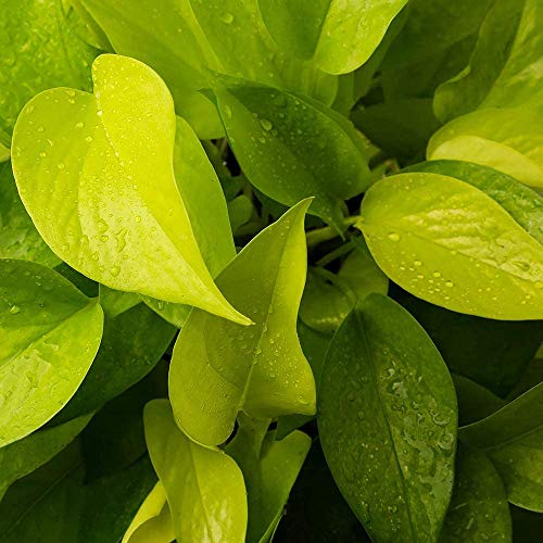 Image of American Plant Exchange Neon Pothos - Live 6-Inch Potted Climbing Vine, Easy-Care Air Purifying Houseplant, Fast-Growing Indoor Plant for Home, Office, Bedroom, Living Room & Indoor Jungle Decor