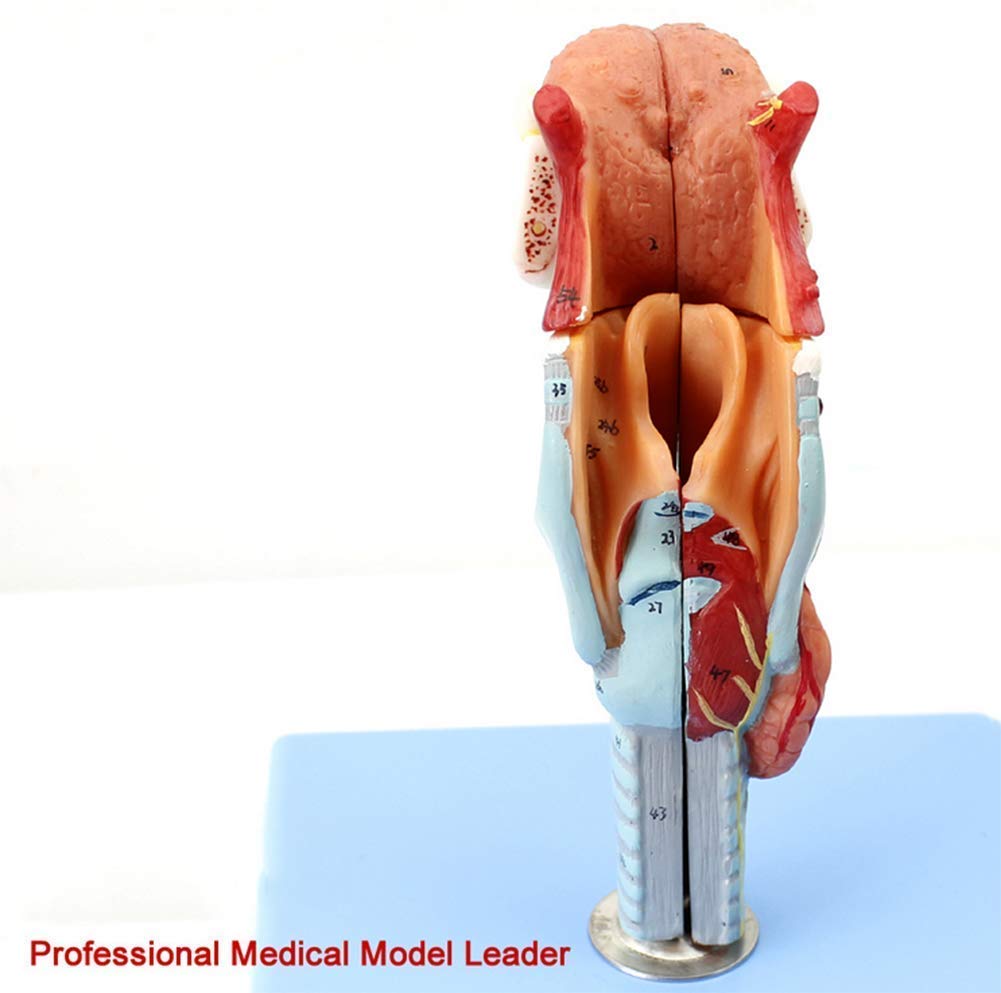 Anatomia della Gola Modello della Testa Modello del boccaglio Umano Tiroide Organo Medico Laringe Modello di Scheletro Strumento didattico Scolastico Materiale di Laboratorio