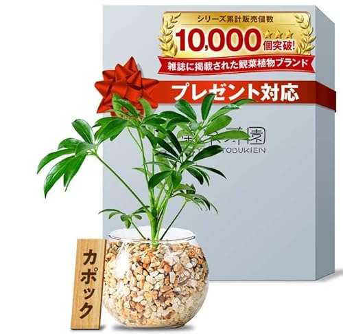 東京寿園 カポック シェフレラ 観葉植物 本物 ミニ 土を使わない ハイドロカルチャー 風水に良い おしゃれのサムネイル