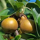 Planta Frutal Poirier Nashi Var. Kosui - Jarrón de 20 años (foto real)