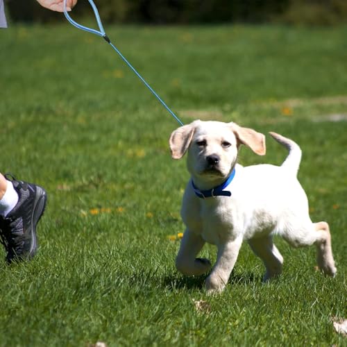 Mi Metty Chew Proof Dog Leash,6FT Metal Cable Lead,Heavy Duty Leash Made of Coated Wire Rope,Chew Resistant,Great for Large Dogs and Teething Puppies (Blue, 6FT)