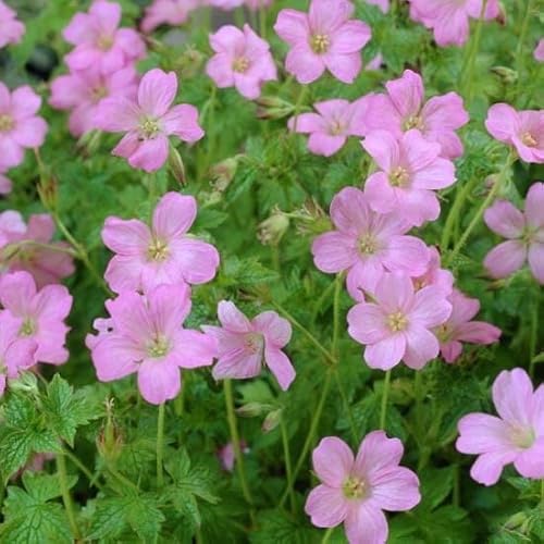 6x Géranium vivace d'Endress - Geranium endressi ‘Wargrave Pink’ - Godet 9x9cm