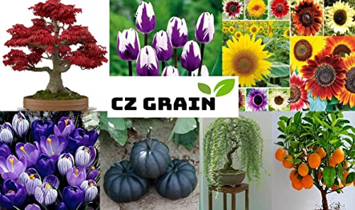 Yulan Magnolia Tree Seeds - 5 Seeds To Grow - Spring Buds Look Like Pink Birds - Stunning, Ships From Iowa, Usa #TOP4