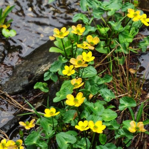 semillas de caléndula de pantano - semillas silvestres Caltha palustris - decoración sala estar estanque 50pcs