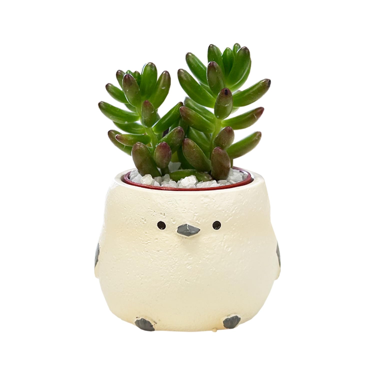 Amazon｜花のギフト社 多肉植物 インテリア 観葉植物 ギフト