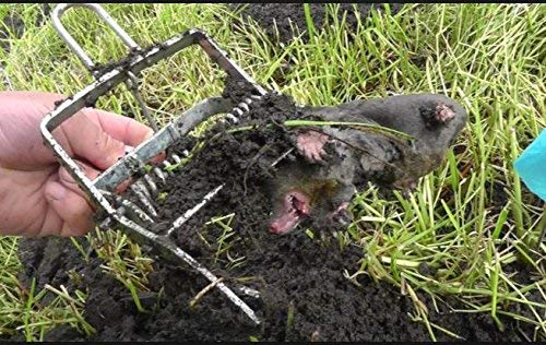 もぐら ZX-25R ZX-4RR フルエキゾーストマフラー レーシングライン カーボン