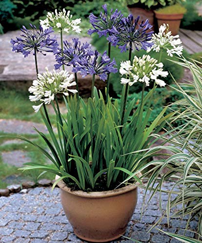 AIMADO Seeds-30 Pcs Agapanthus 'Sweet Surprise' Rare Flower Seeds Hardy Perennial Perfect for Striking Patio displays, Mid to Late Summer Flowering