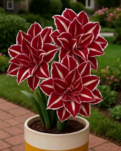 Amaryllis Hippeastrum Bulbs Spectacular Blooms Hardy and Perfect for Garden LoversHardy Perennial Excellent Display-1bulbs-B