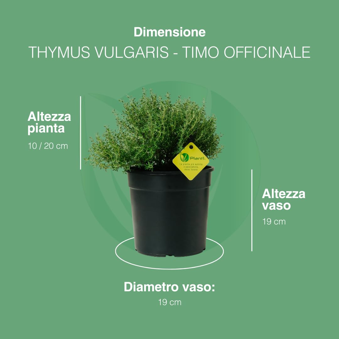 PLANTI’ TIMO OFFICINALIS Pianta Vera da Esterno Piante Aromatiche da Cucina, ideale per Insaporire i Vostri Piatti o per Ornare il Giardino di Casa. 6 Mesi di Concimazione con Sistema Plantì