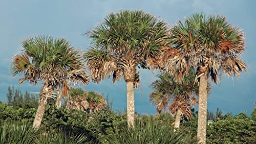 Sabal Palmetto Palm Tree Seeds (Cabbage Palm) – 15 Non-GMO Seeds per Packet by Isla’s Garden Seeds, Tropical Landscape Tree, Heat Tolerant, Coastal Friendly, 75% Germination Rate