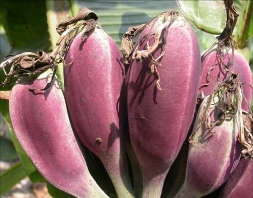 Musa itinerans 'Burmese Blue' - Die blaue Banane - 10 Samen