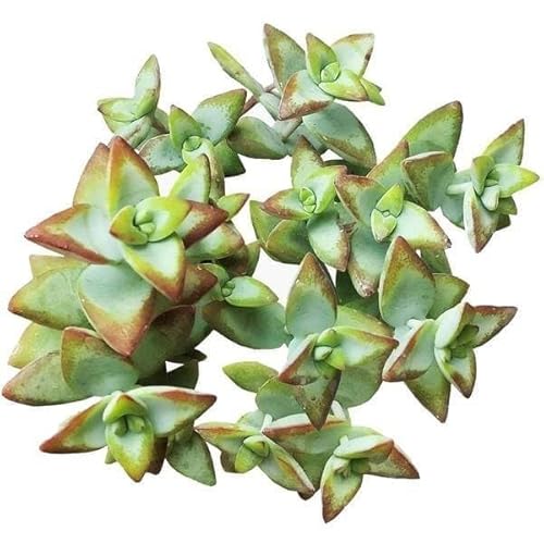 Live Succulent 4 inch Crassula High Voltage - Succulents Plants Live - Rare Succulent Plants Live - Unique Succulent Plants Live - Cacti & Succulent Plants Live Succulent 4 inch Crassula High Voltage - Succulents Plants Live - Rare Succulent Plants Live - Unique Succulent Plants Live - Cacti & Succulent Plants