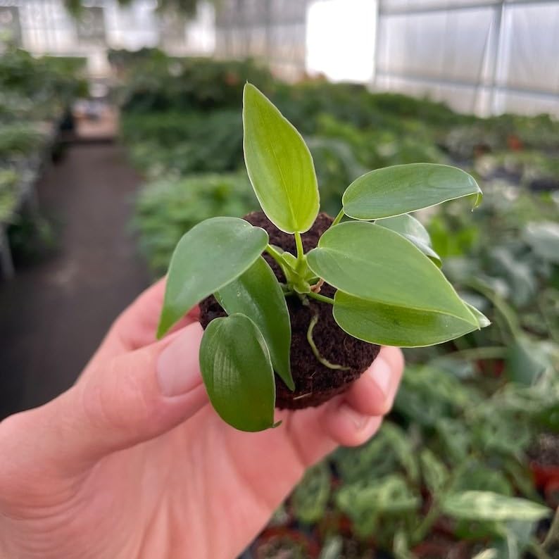 Amazon.com: Philodendron Lelano Miyano :