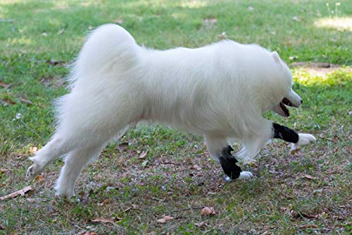 NATURE PET Tutore Carpale per Cani per