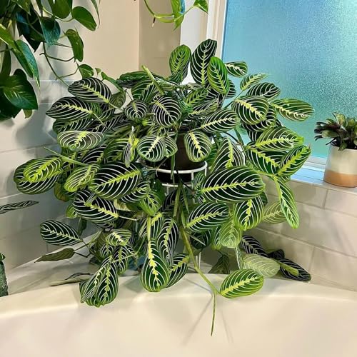 semillas de la planta de arrurruz calathea, plantas perennes plantas perennes resistentes Plantas resistentes para el jardín Decoración de sala de estar Plantas para exterior 125pcs