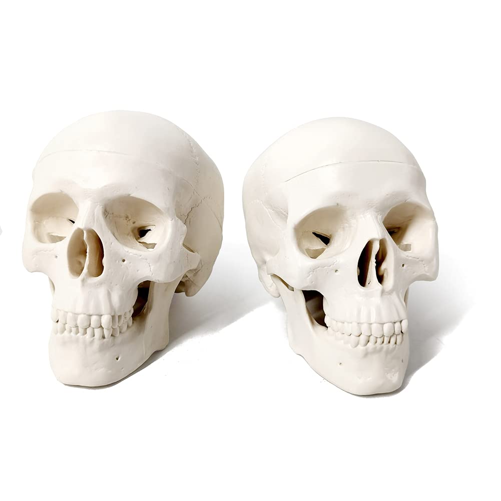 Mini Human Skull Model, 3 Parts Palm-Sized Anatomy Skull Model with Removable Skull Cap & Full Set Teeth, School Teaching-Learning Tool, Fun Decorations Halloween Decorations Pirate Themed Decorations