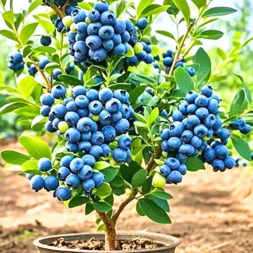 2 Blueberry Plants Live for Planting, Blueberry Bushes Live Plant 1 Year Old, Fruit Tree Live...