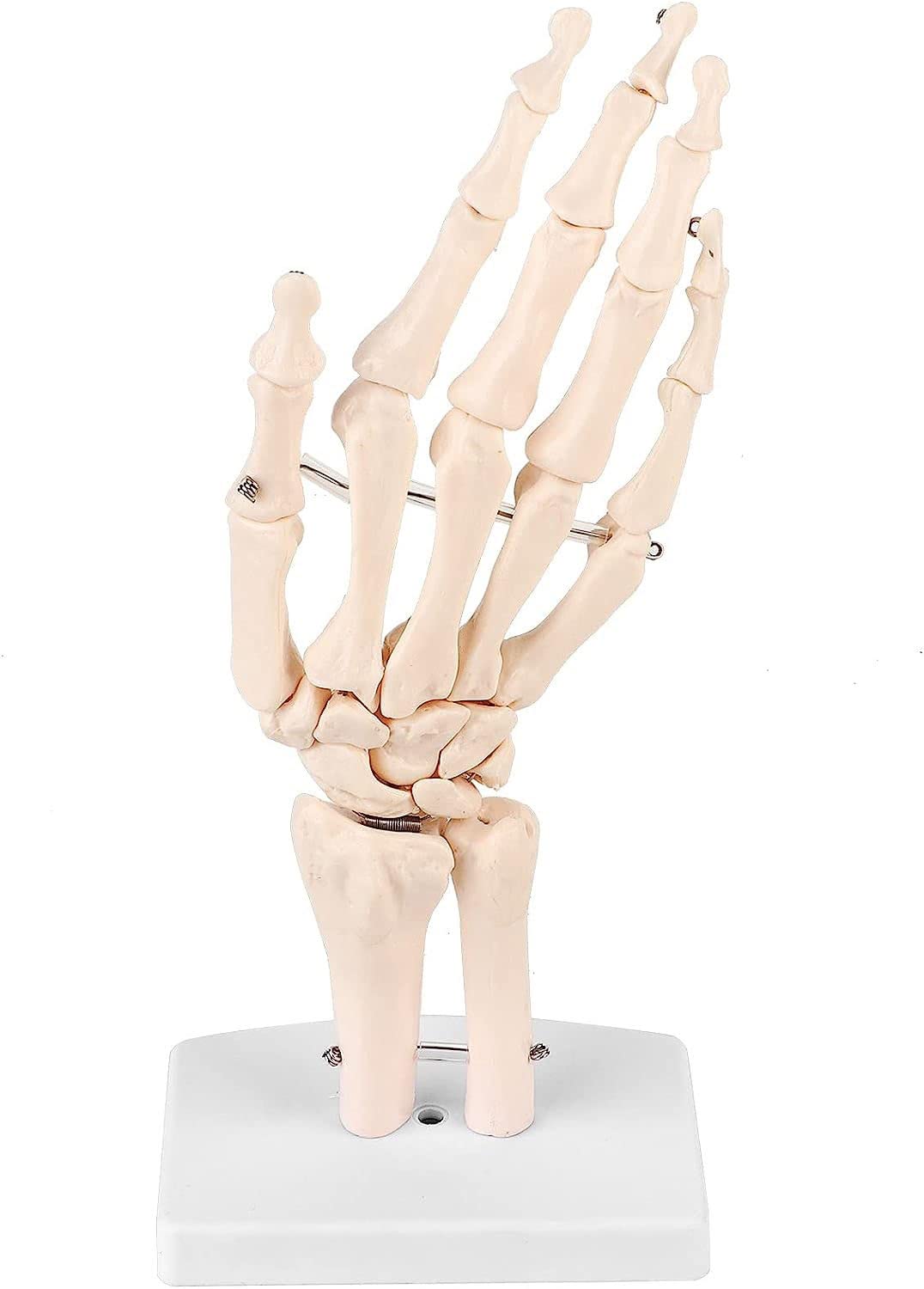 Human Hand & Wrist Skeleton Model, Medical Anatomical 1:1 Life Size Human Hand Joint Study Skeleton Model for Schools Hospital Laboratory Equipment