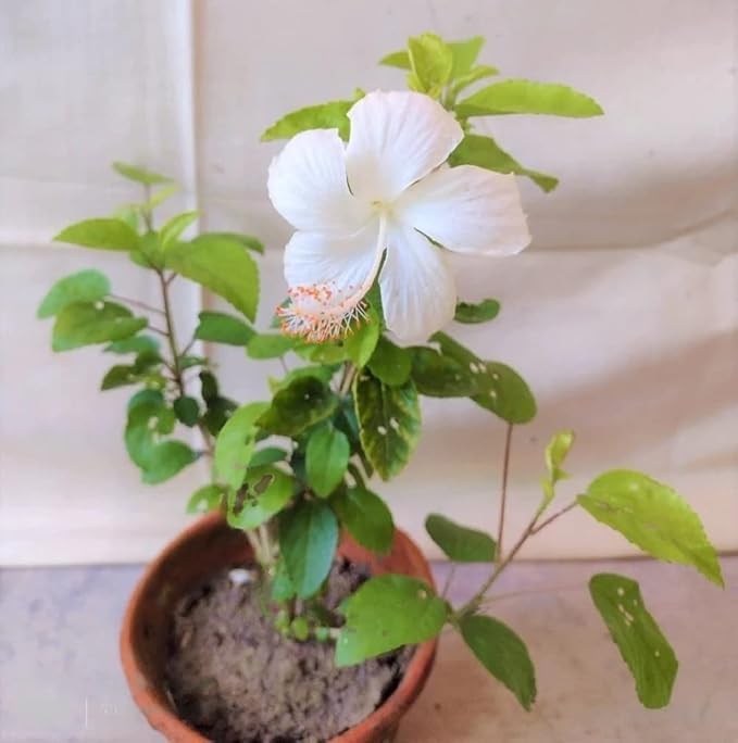 Image of Rare Live Hibiscus Gudhal (गुडहल) Flower Plant, Live Garden Plant Nursery Outdoor Living, Hibiscus rosa-sinensis Flower Plant, Lucky Plant For Home