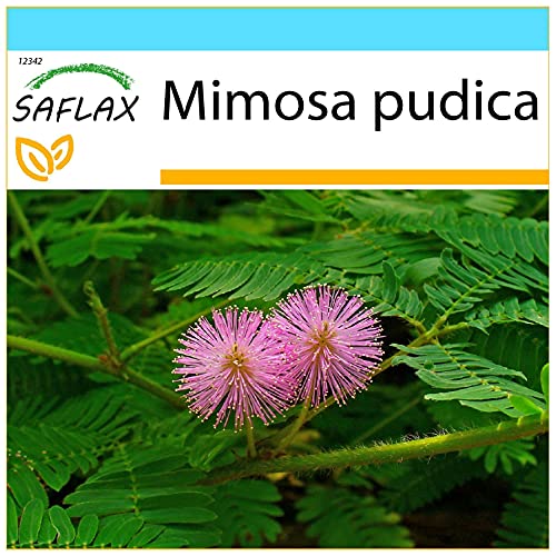 SAFLAX - Set regalo - Sensitiva - 70 semillas - Con caja regalo/envío, etiqueta para envío, tarjeta de felicitación y sustrato de cultivo y fertilizante - Mimosa pudica